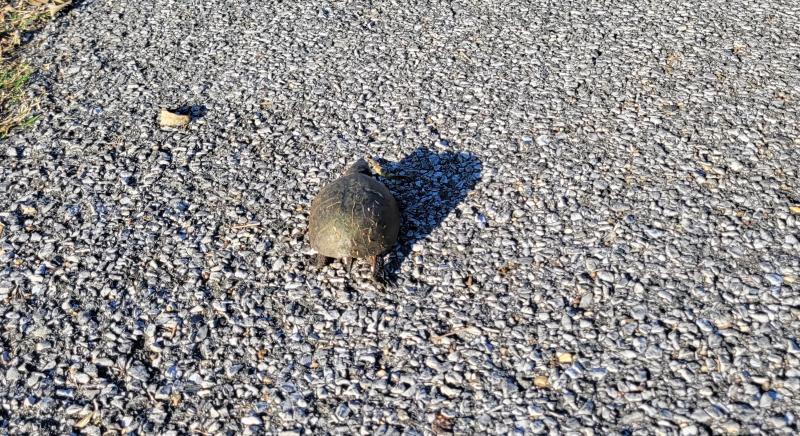 A turtle in Milton.